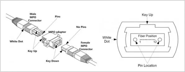 MPO光纤跳线的简化结构图